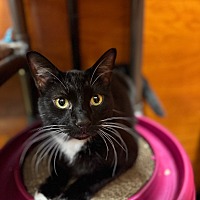 adopt a pet