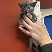 adopt a pet