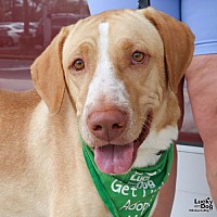 adopt a pet