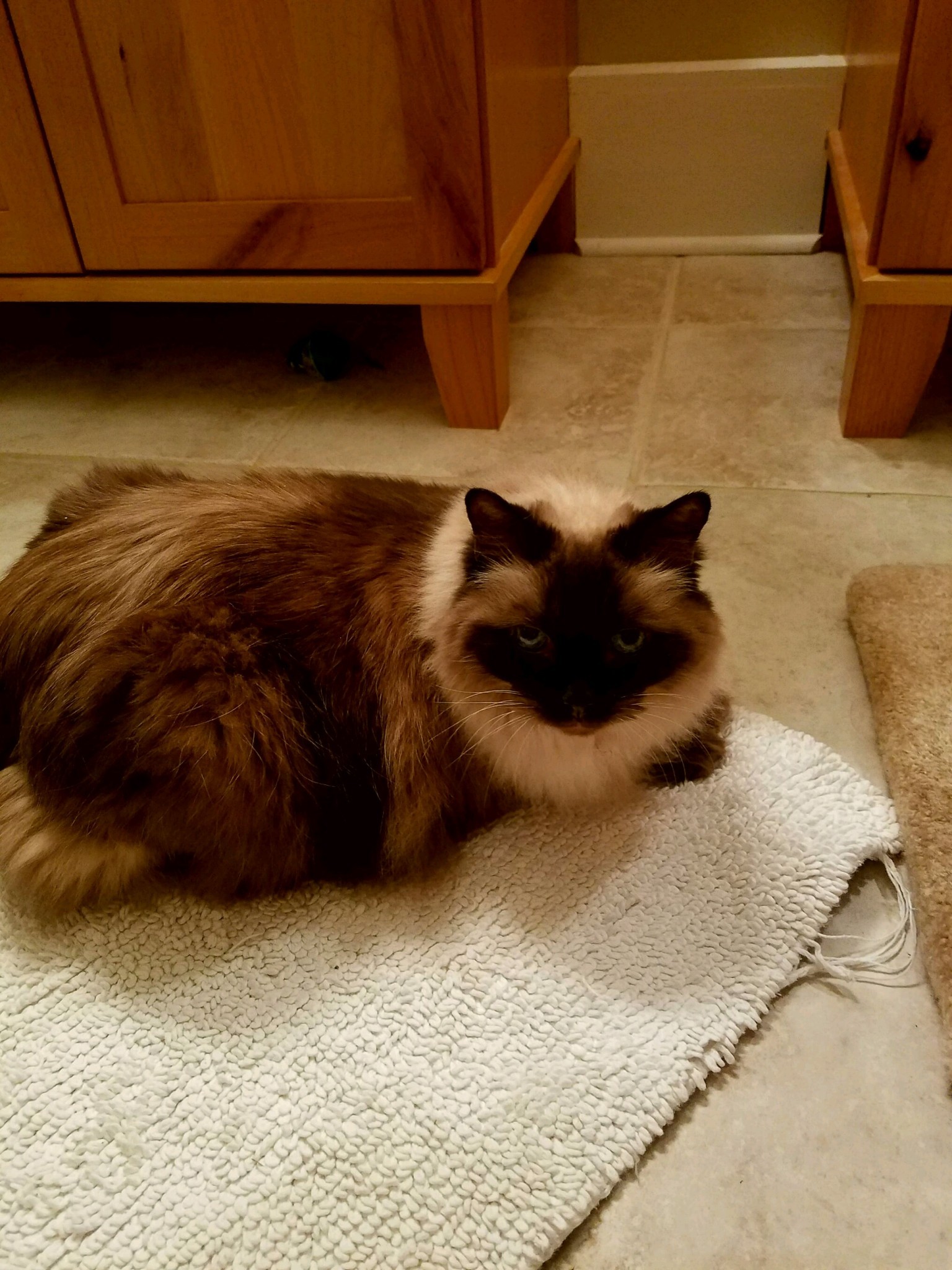 Richmond, VA - Ragdoll. Meet Chi Chi a Cat for Adoption. Richmond, VA - Ragdoll. Meet Chi Chi a Cat for Adoption.