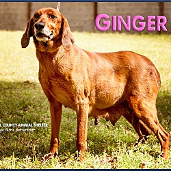 Thumbnail photo of Ginger #2