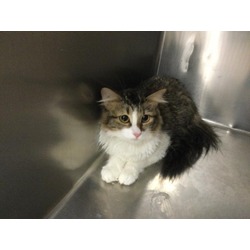 Photo of Cat