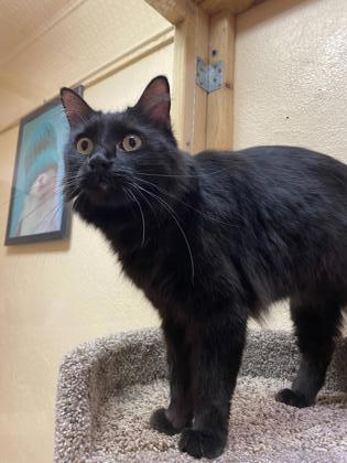 Nogales AZ Domestic Longhair Domestic Shorthair. Meet Leona a