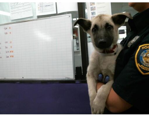 Houston, TX - Belgian Malinois. Meet BELLA a Pet for Adoption ...