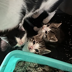 Photo of Baby Kittens