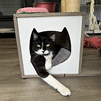 adopt a pet