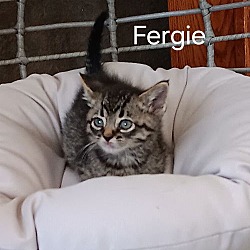 Thumbnail photo of Ferg #3