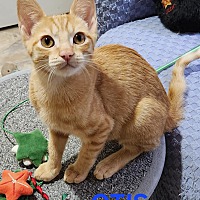 adopt a pet