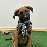 adopt a pet