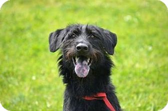 irish wolfhound labradoodle