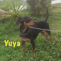 Thumbnail photo of Yuya #3