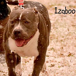 Thumbnail photo of Izaboo #3