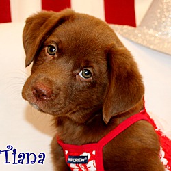 Thumbnail photo of Tiana~adopted! #3