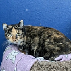Photo of Cleopatra