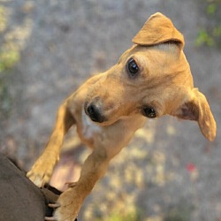 Photo of Ginger