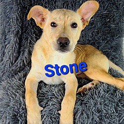 Photo of Stone (Rehoming Fee $300)