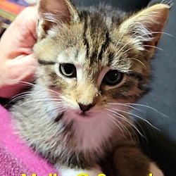 Thumbnail photo of Molly (Camp Kikiwaka litter kitten #3) #1