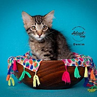 adopt a pet