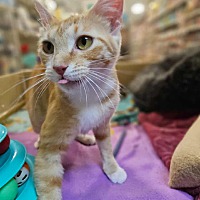 adopt a pet