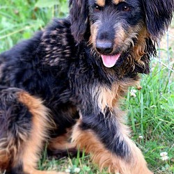 Thumbnail photo of MURPHY(OUR "AUSSIE-POO"-WOW! #3