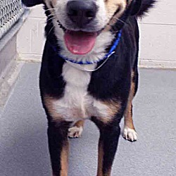 Thumbnail photo of ADOPTED!!!   Lexi #3