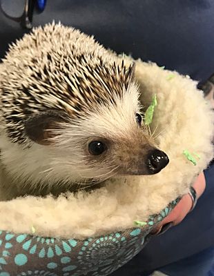 adopt a hedgehog