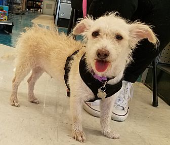 ADOPTING A 15 YEAR OLD DOG FROM PETSMART 