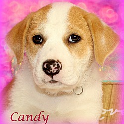 Thumbnail photo of Candy~adopted! #2