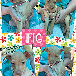 Thumbnail photo of Fig ~ meet me! #2