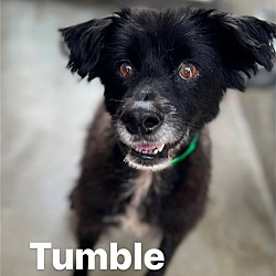 Photo of Tumble