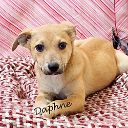 Thumbnail photo of Daphne~adopted! #1
