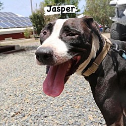 Photo of JASPER