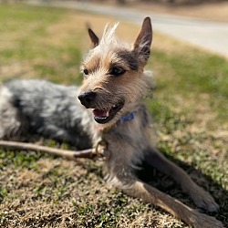 Thumbnail photo of Buddy the Terrier #4