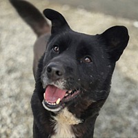 adopt-pet