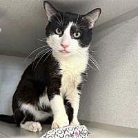 adopt a pet