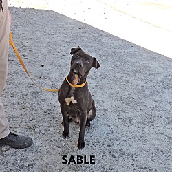 Thumbnail photo of Sable #1