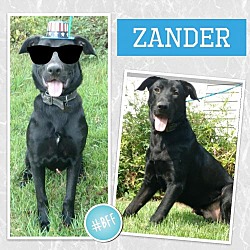Photo of Zander