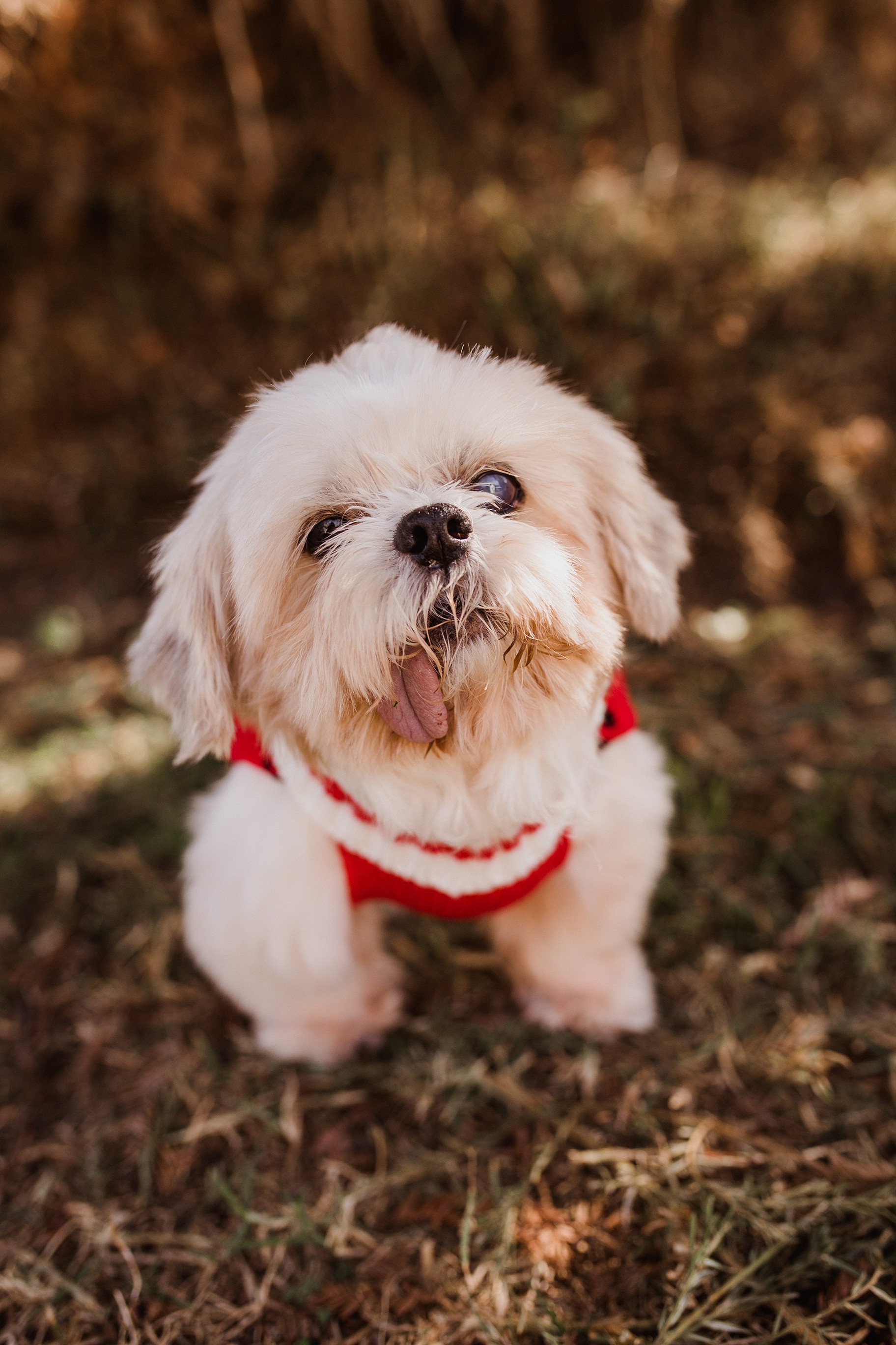 mr miyagi dog mr miyagi dog