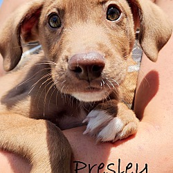 Thumbnail photo of Presley~meet me! #3