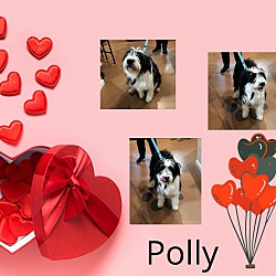 Thumbnail photo of Polly #1