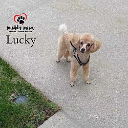 Photo of Lucky