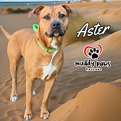 Thumbnail photo of Aster #3