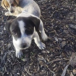 Photo of Puppies-Manteca, CA-HELP
