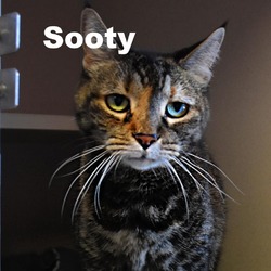 Thumbnail photo of Sooty 23171 #4