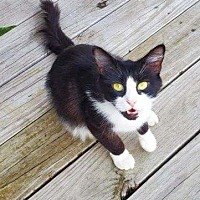 adopt a pet
