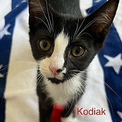 Thumbnail photo of Kodiak #1