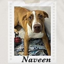 Thumbnail photo of Naveen #1