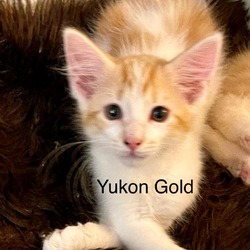 Thumbnail photo of Yukon Gold #4