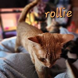 Thumbnail photo of Rollie #3