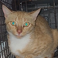 adopt a pet